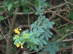 Senna bicapsularis