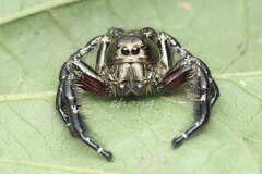 Hyllus diardi