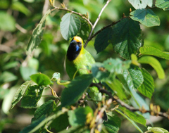 Chloropsis aurifrons