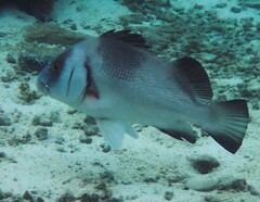Plectorhinchus gibbosus