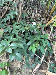 Eleutherococcus trifoliatus