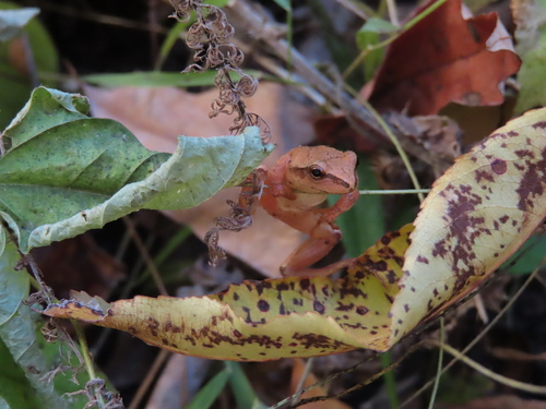 Spring Peeper photographed in Wisconsin