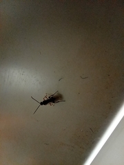 Ichneumonidae