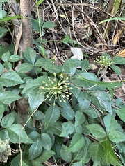 Eleutherococcus trifoliatus