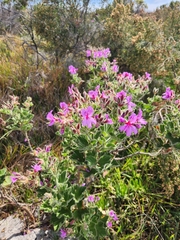 Pelargonium cucullatum cucullatum