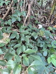 Eleutherococcus trifoliatus