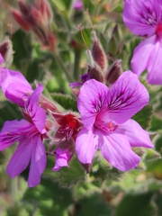 Pelargonium cucullatum cucullatum