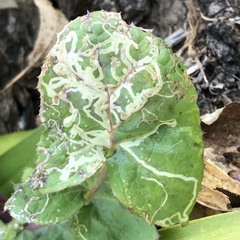 Phytomyza syngenesiae