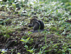 Funambulus tristriatus