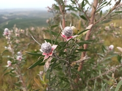 Leucadendron conicum