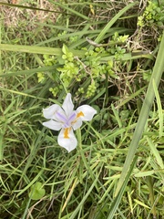 Dietes grandiflora