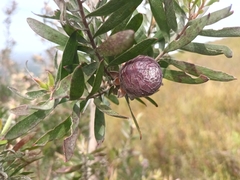 Leucadendron conicum