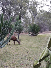 Tragelaphus sylvaticus sylvaticus