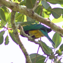 Ptilinopus magnificus