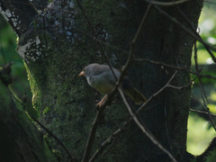 Argya striata