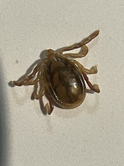 Ixodes