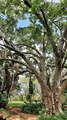 Combretum erythrophyllum