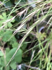 Festuca myuros
