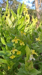 Goodenia amplexans