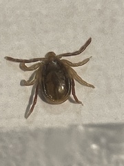 Ixodes