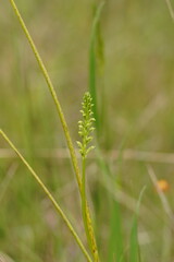 Microtis arenaria