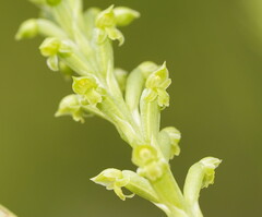 Microtis arenaria