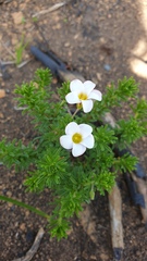 Oxalis tenuifolia