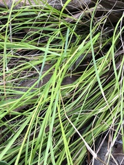 Festuca myuros