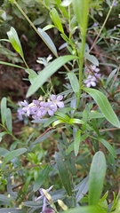 Billardiera cymosa