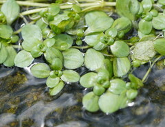 Callitriche stagnalis