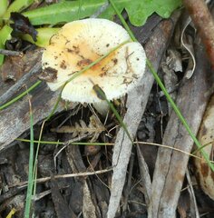 Amanita xanthocephala