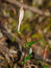 Pterostylis alobula