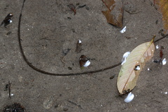 Gordioidea