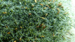 Grimmia pulvinata