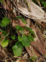 Pterostylis alobula