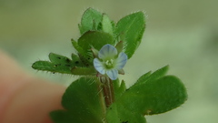 Veronica hederifolia