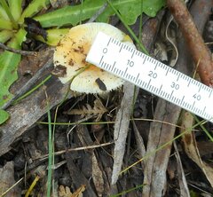 Amanita xanthocephala