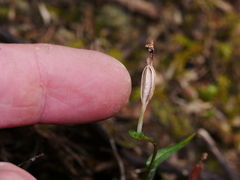 Pterostylis alobula