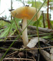 Amanita xanthocephala