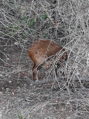 Tragelaphus sylvaticus sylvaticus