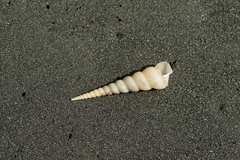 Turritella terebra
