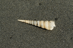 Turritella terebra
