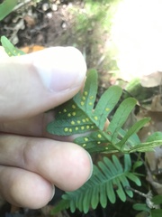 Polypodium vulgare