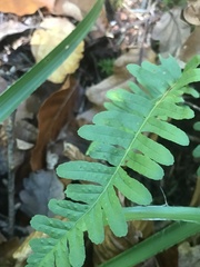 Polypodium vulgare