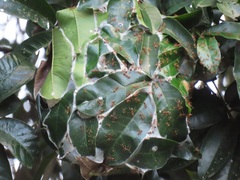 Oecophylla longinoda