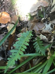 Polypodium vulgare