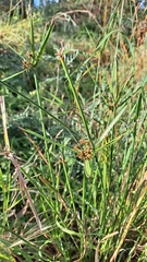 Cyperus vaginatus