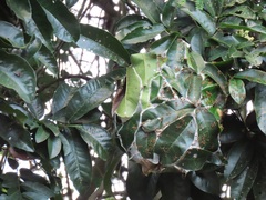 Oecophylla longinoda