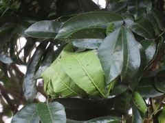 Oecophylla longinoda