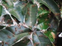 Oecophylla longinoda